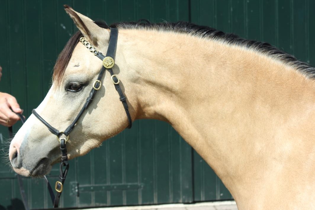 Lakeway's Sweet Beryl