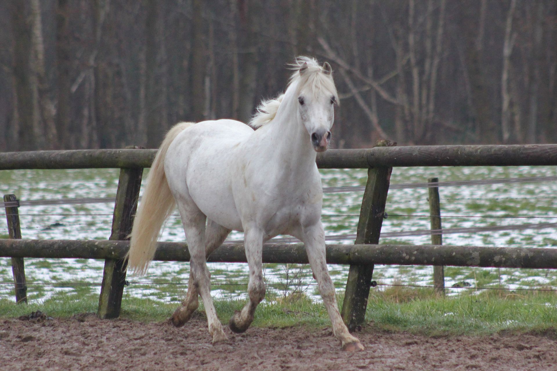 Wildzang's Lustre Madog