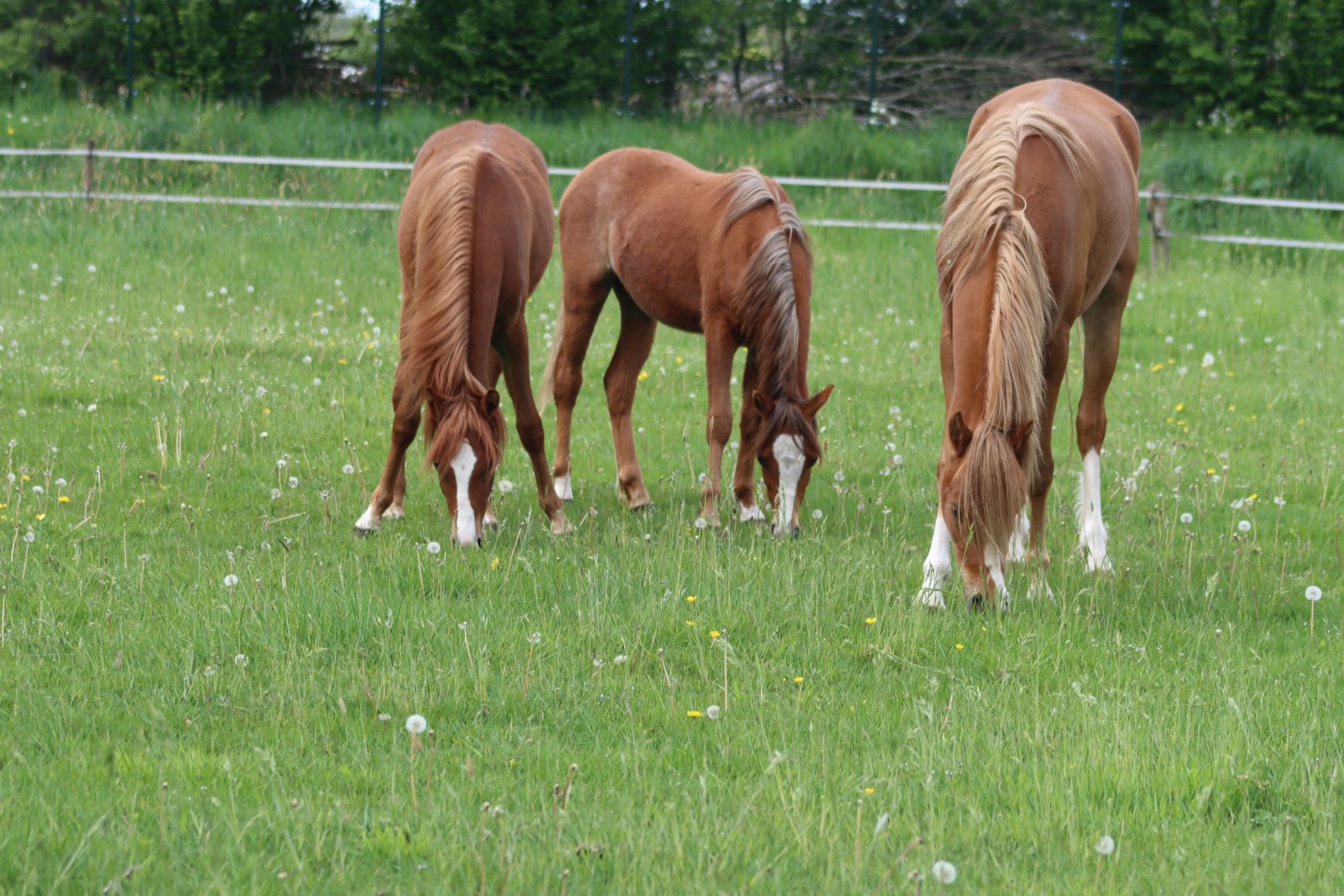 Vanilla, Ginger en Eden