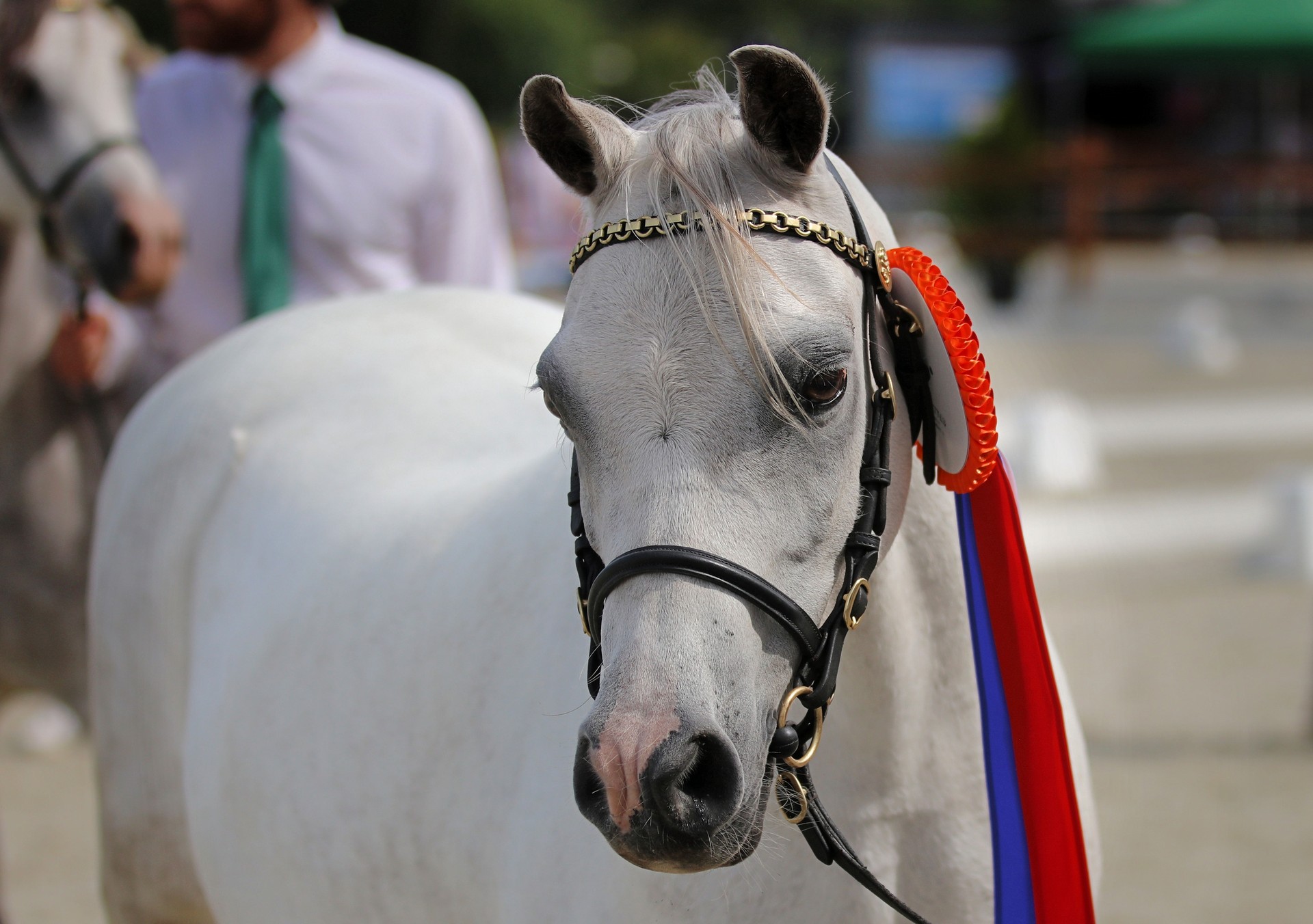 Lakeway's Amber (2022)