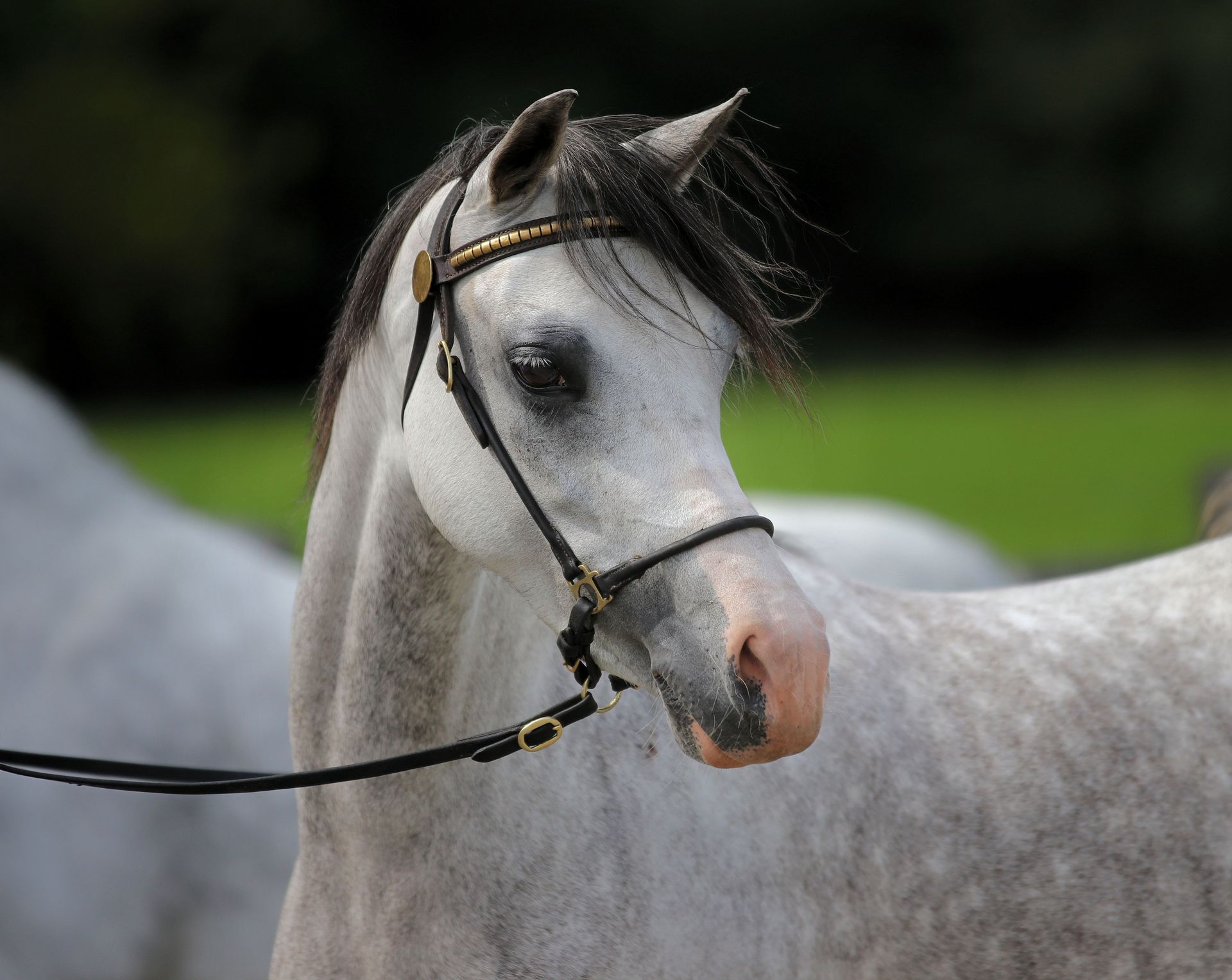 Lakeway's Maybelline (2022)