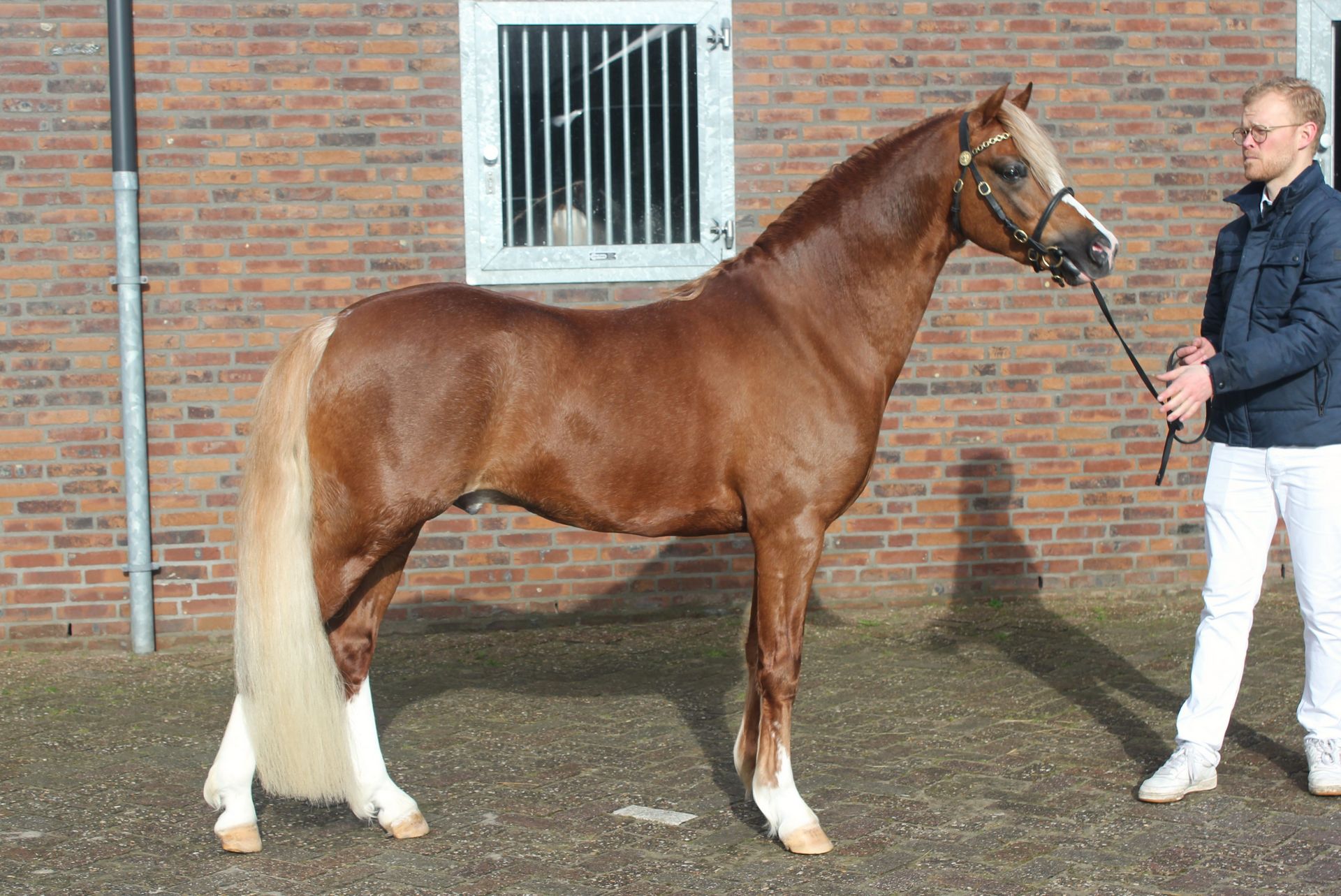 Lakeway's Valentino (2024)