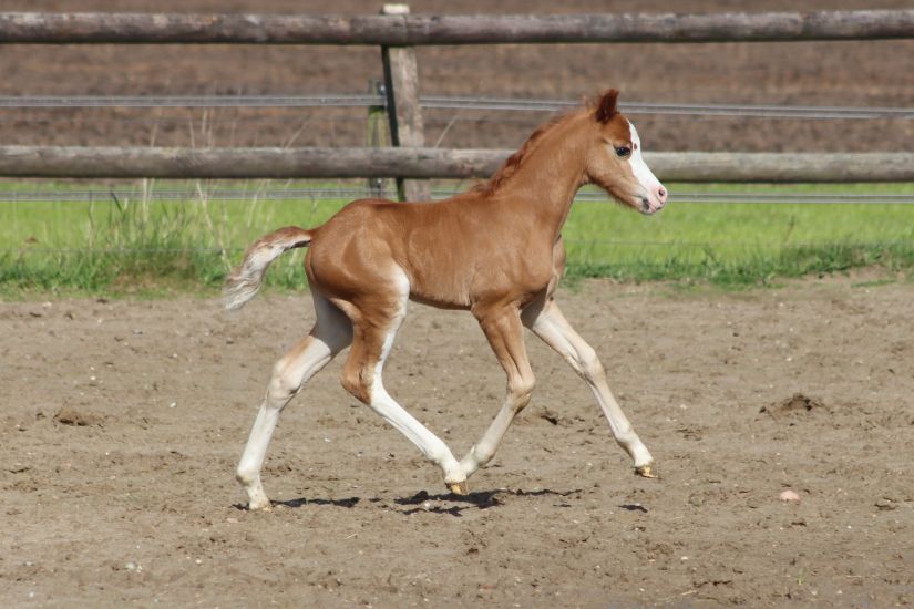 Lakeway´s Maestro