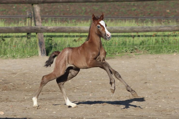 Lakeway´s Dazzle