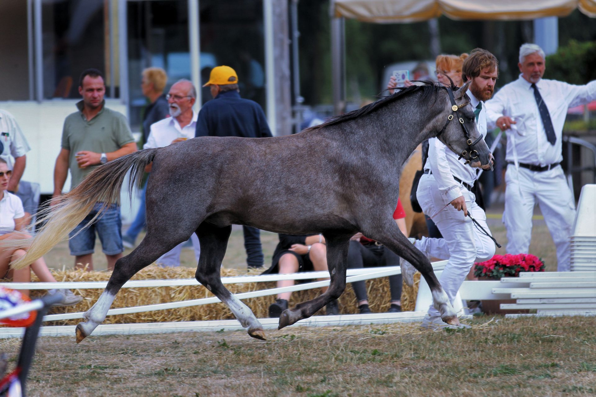 Lakeway's Wellington