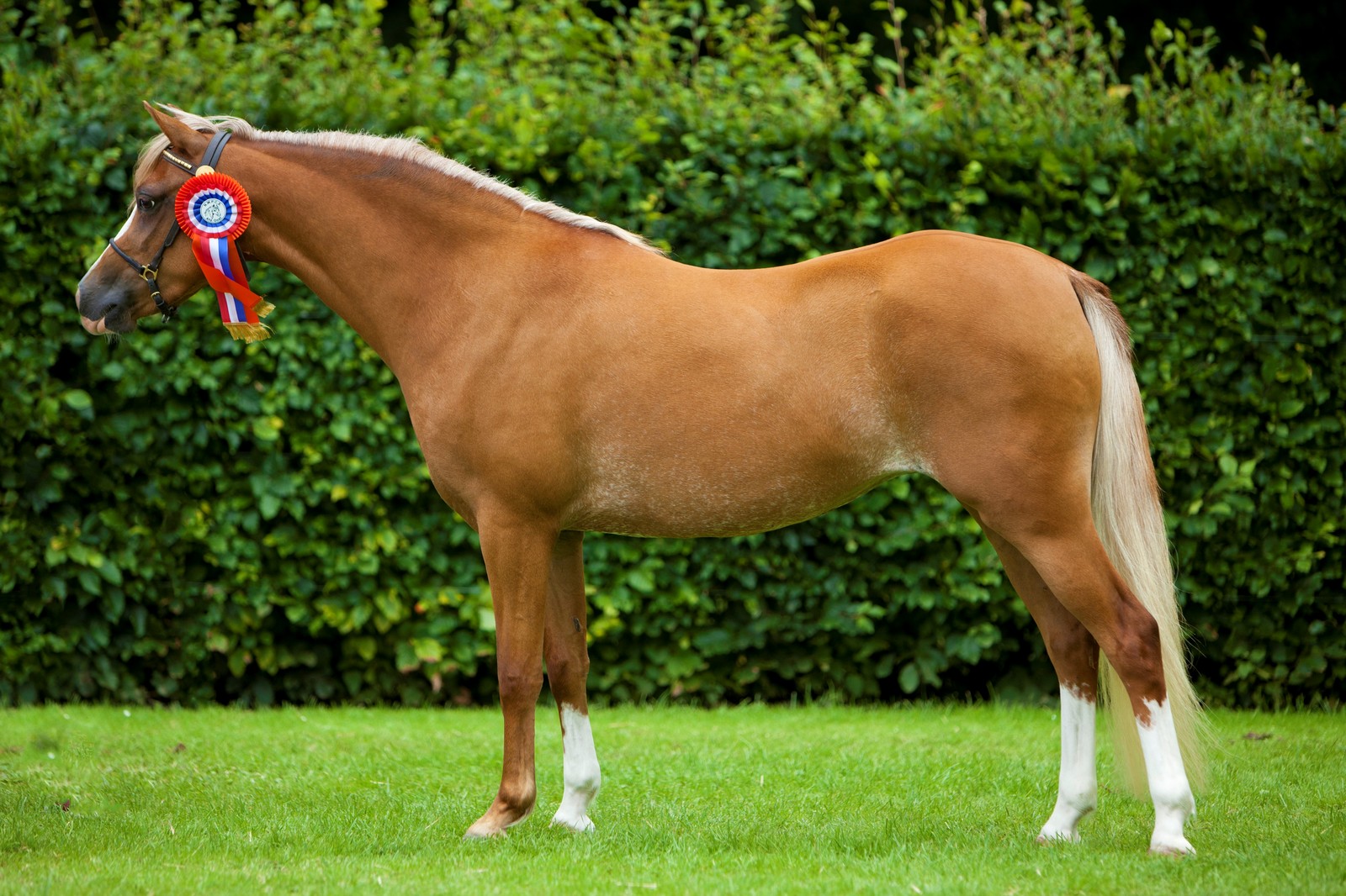 Volwassenkampioen Heteren (2011)