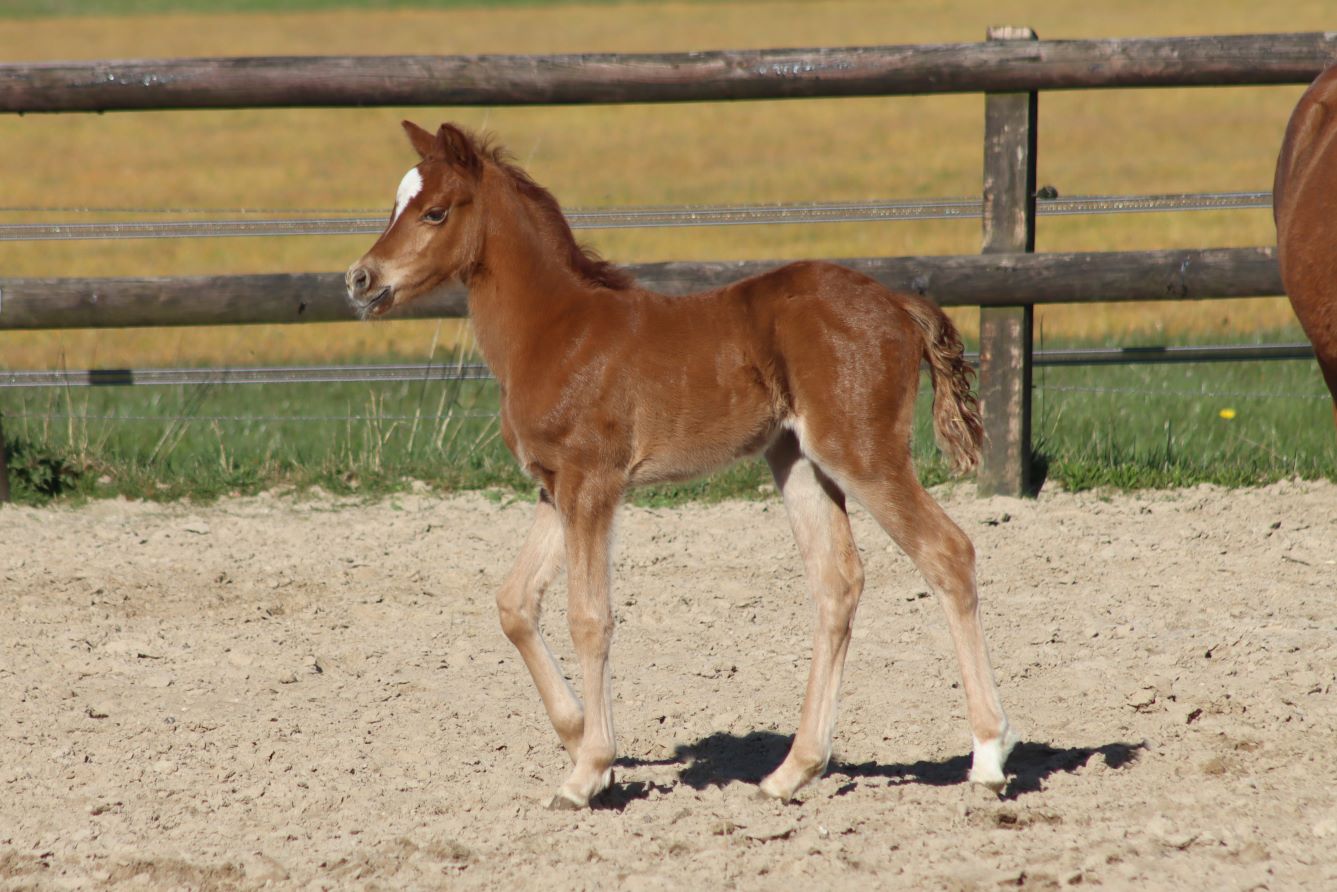 Lakeway's Virelle