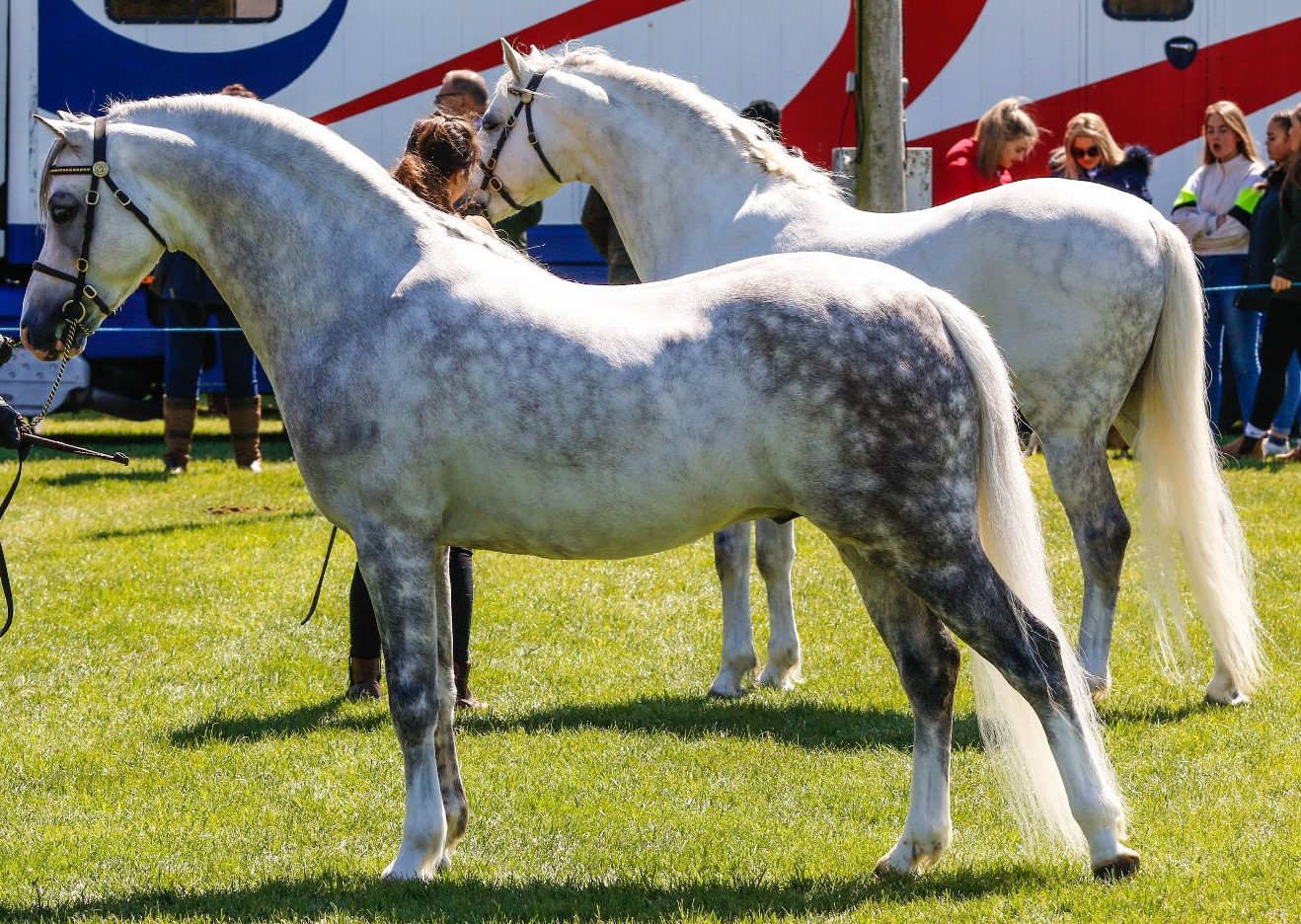 Wildzang's Lustre Madog